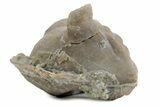 Bargain, Enrolled Asaphus Trilobite - Russia #363249-2